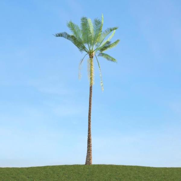 Tropical Tree - دانلود مدل سه بعدی درخت استوایی - آبجکت سه بعدی درخت استوایی - دانلود آبجکت سه بعدی درخت استوایی -دانلود مدل سه بعدی fbx - دانلود مدل سه بعدی obj -Tropical Tree 3d model free download  - Tropical Tree 3d Object - Tropical Tree OBJ 3d models - Tropical Tree FBX 3d Models - نخل - palm